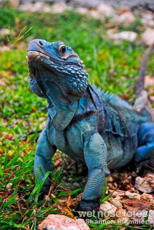 Photo Copyright Shannon Plummer | wet nose fotos | The Grand Cayman Blue Iguana (Cyclura lewisi) is a critically endangered species of lizard endemic to the island of Grand Cayman. It is the largest native land animal on Grand Cayman with a total nose-to-tail length of 5 ft (1.5 m) and weighing as much as 30 lb (14 kg).