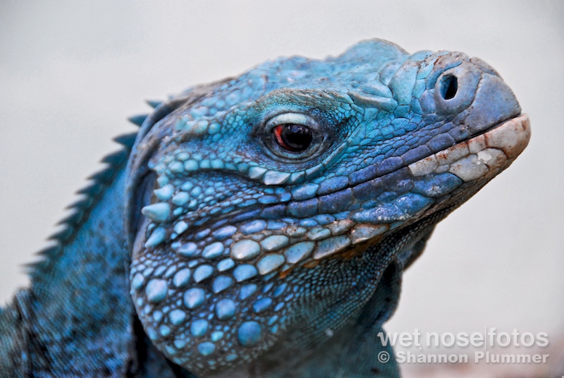 Photo Copyright Shannon Plummer | wet nose fotos | The Grand Cayman Blue Iguana (Cyclura lewisi) is a critically endangered species of lizard endemic to the island of Grand Cayman. It is the largest native land animal on Grand Cayman with a total nose-to-tail length of 5 ft (1.5 m) and weighing as much as 30 lb (14 kg).