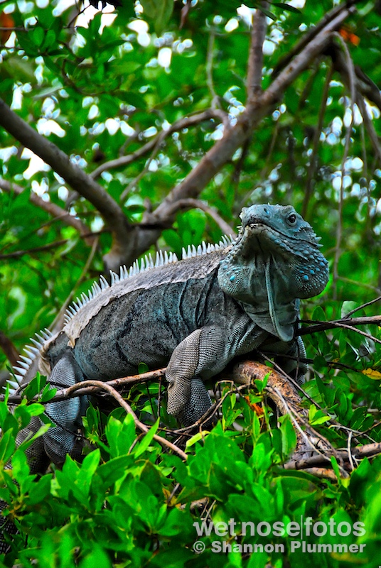 Photo Copyright Shannon Plummer | wet nose fotos | The Grand Cayman Blue Iguana (Cyclura lewisi) is a critically endangered species of lizard endemic to the island of Grand Cayman. It is the largest native land animal on Grand Cayman with a total nose-to-tail length of 5 ft (1.5 m) and weighing as much as 30 lb (14 kg).